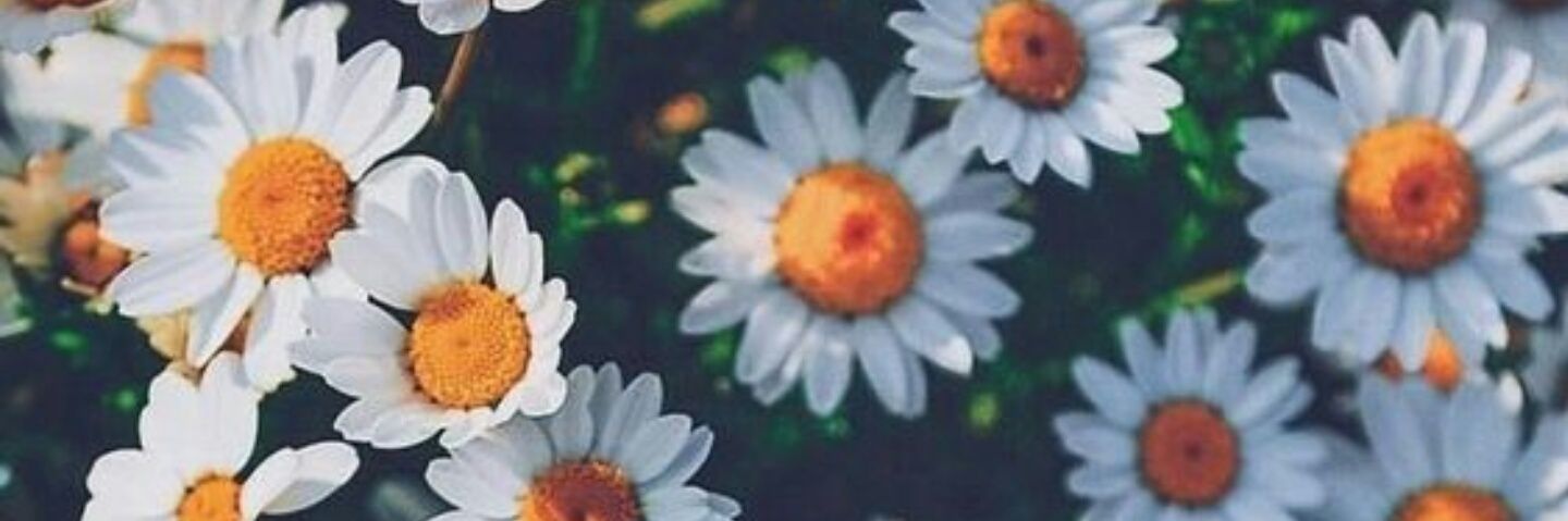 SofiCainzos's profile banner image