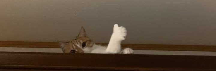 🐈 banner