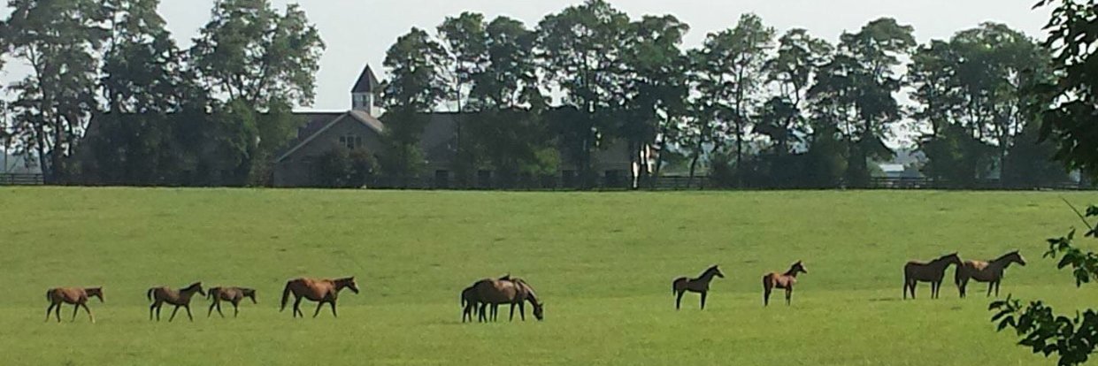 Summer Wind Farm banner