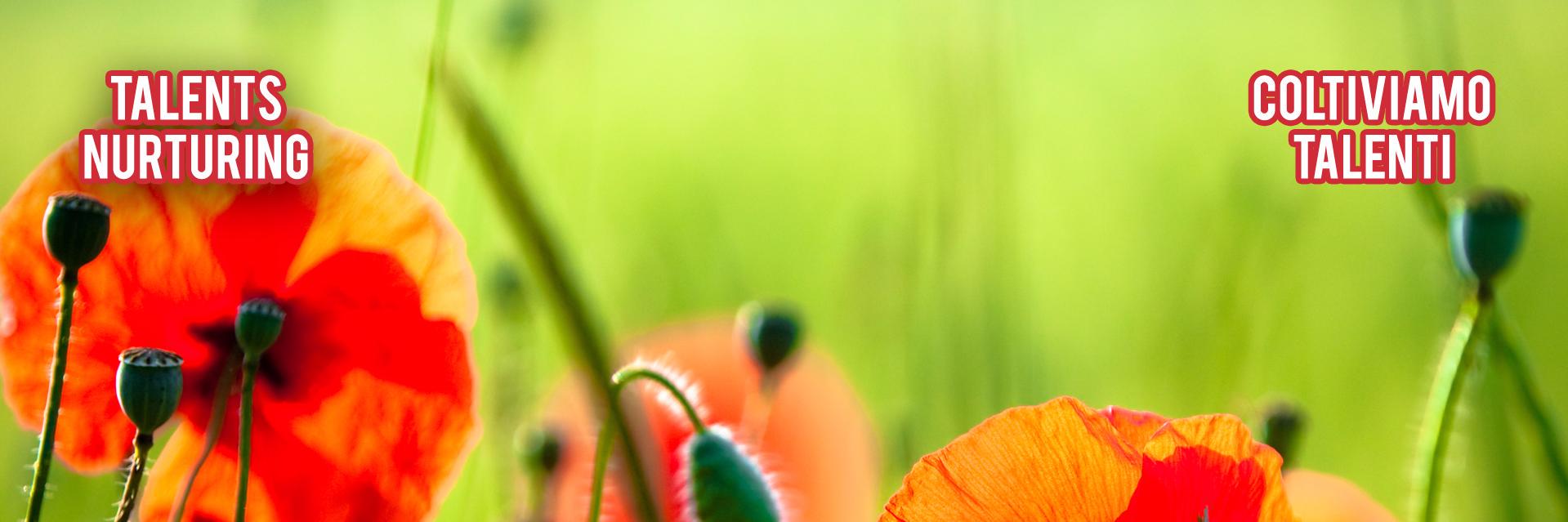 FindMyTalent's profile banner image