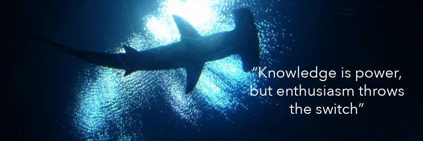 Hammerheads 226 banner