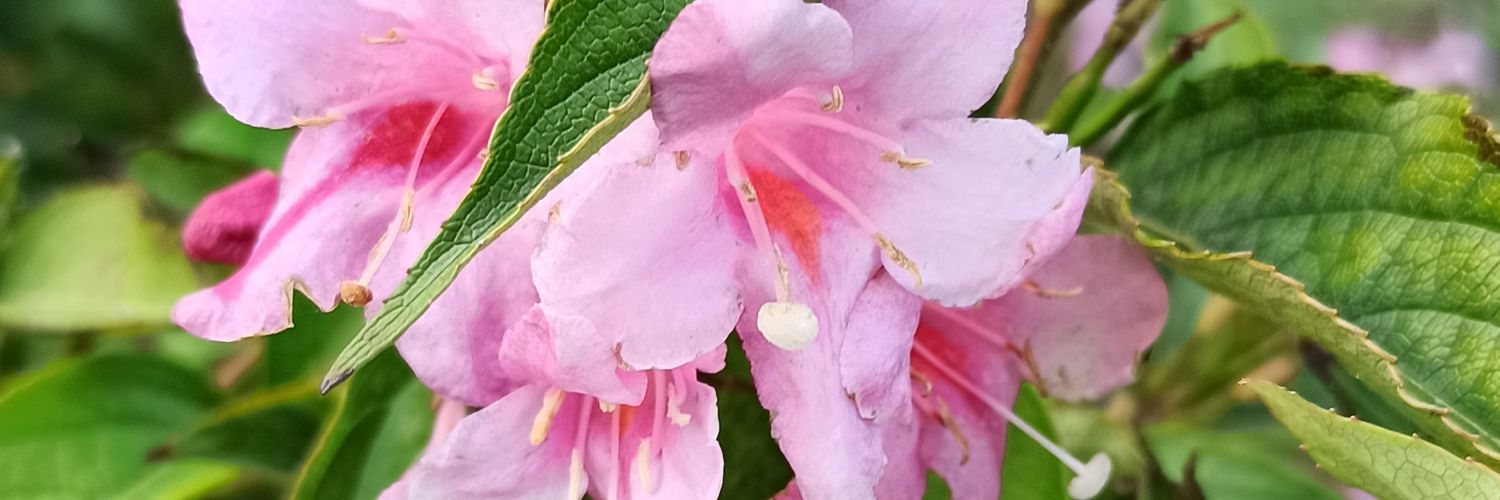 SlowemMalowane's profile banner image