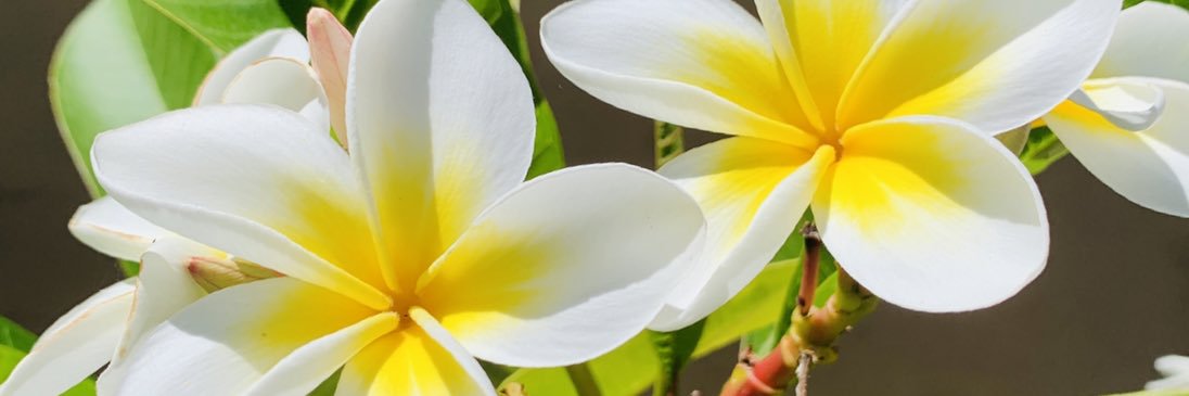 Natalie Paatsch banner