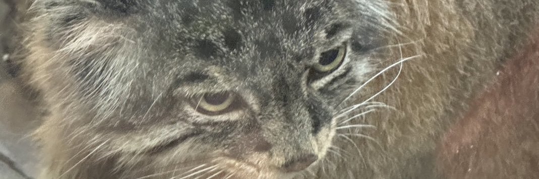 Chaton(ちゃとorしゃと) banner