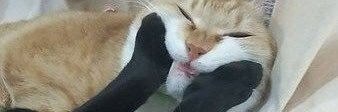 ooblooby's profile banner image