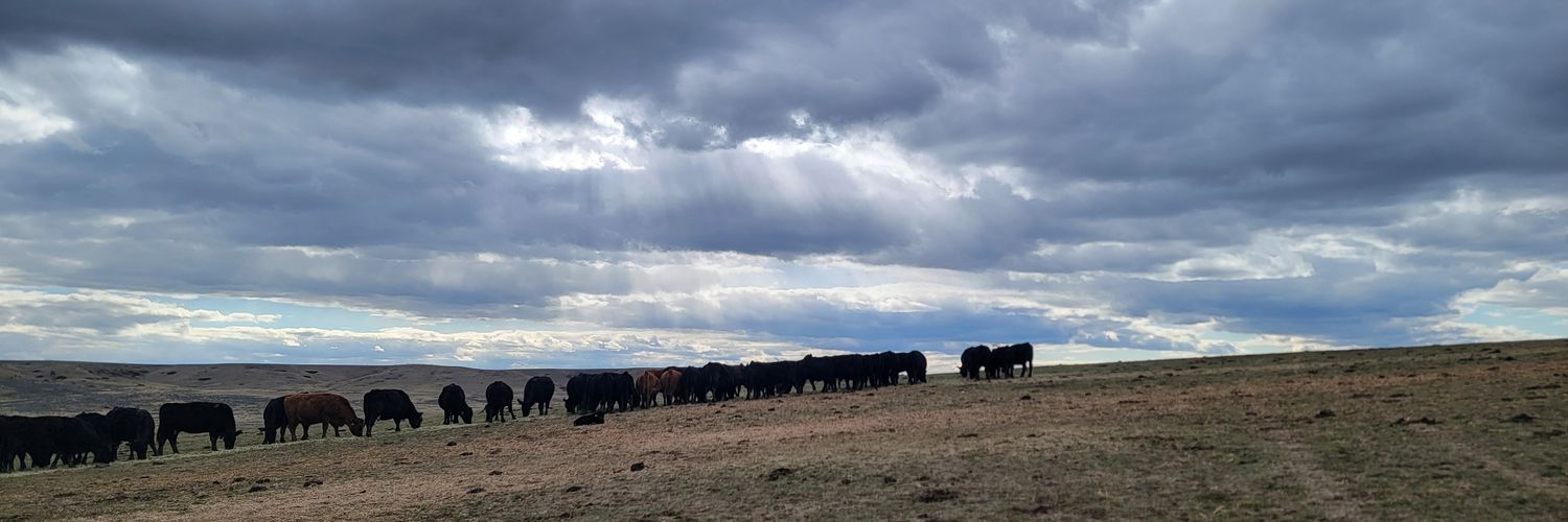 Kyle Mitchell banner