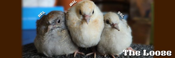 batako_mo2bock Profile Banner