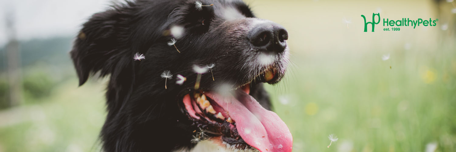 HealthyPetsInc's profile banner image