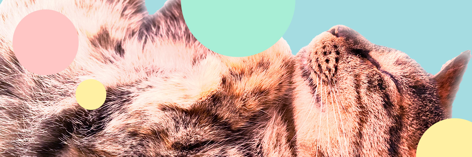 magotsu_89's profile banner image