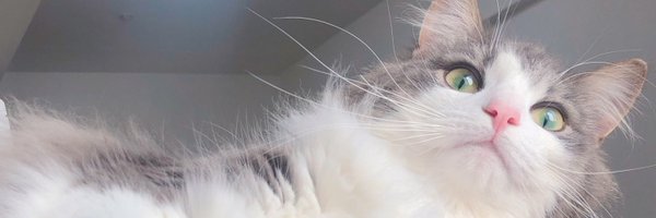 nyaoya__x Profile Banner