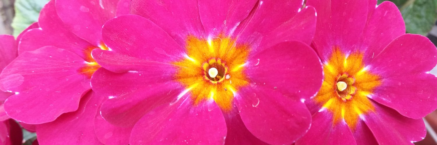 Janine_Jevans's profile banner image