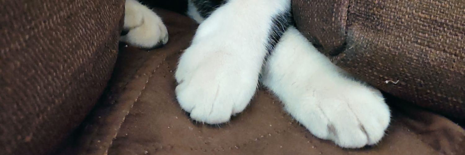josecxstillo's profile banner image