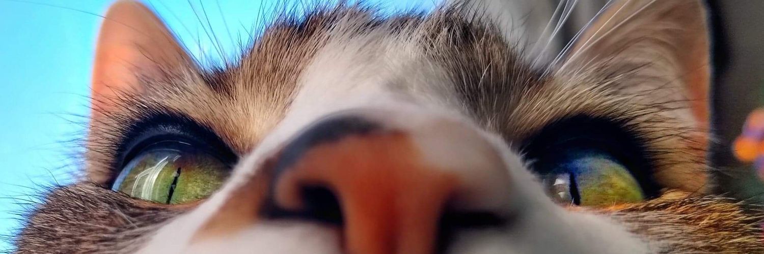 Butters (Chatty Catty)🐾🏳️‍🌈 banner