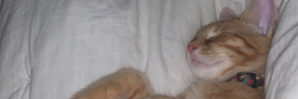 fluyoii's profile banner image