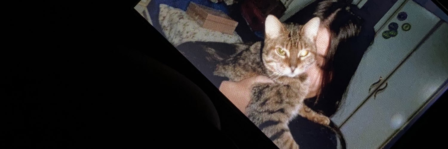 MeotiCibeli's profile banner image