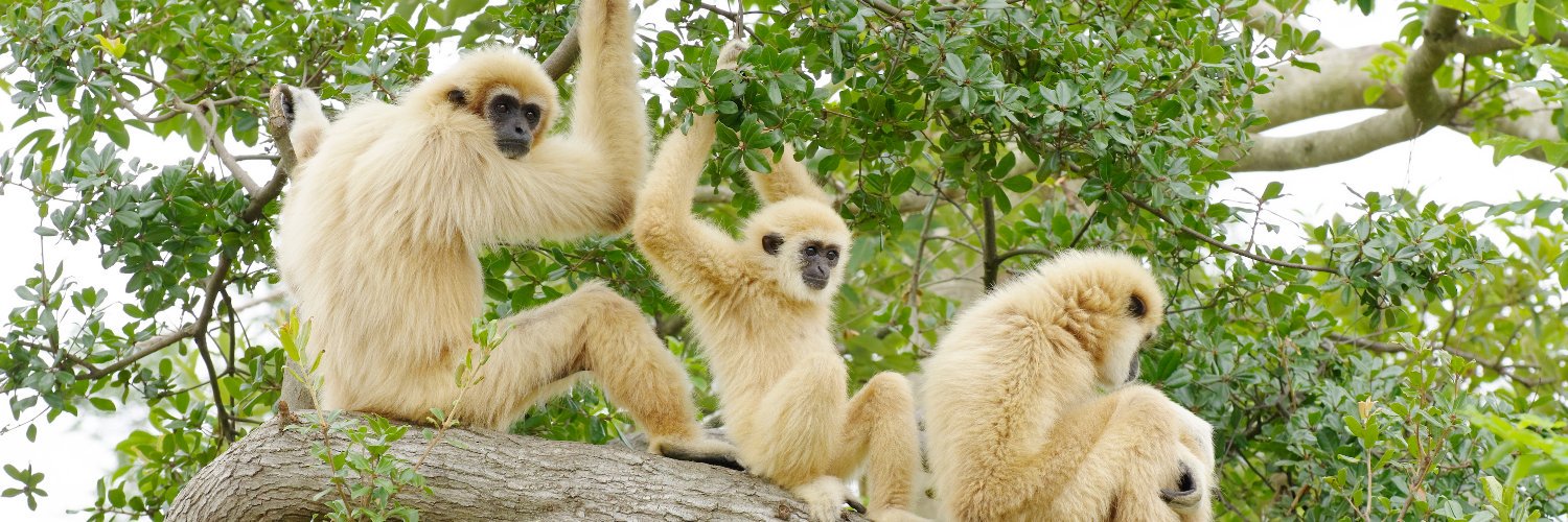 ときわ動物園（公式）'s banner