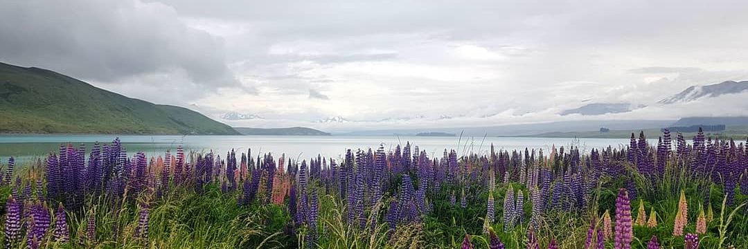 Sarah Arratoon banner