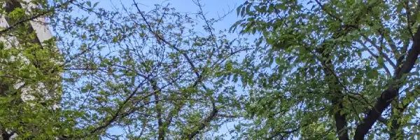 toranyalome's profile banner image