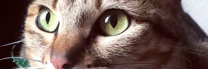 CaamiSforza's profile banner image