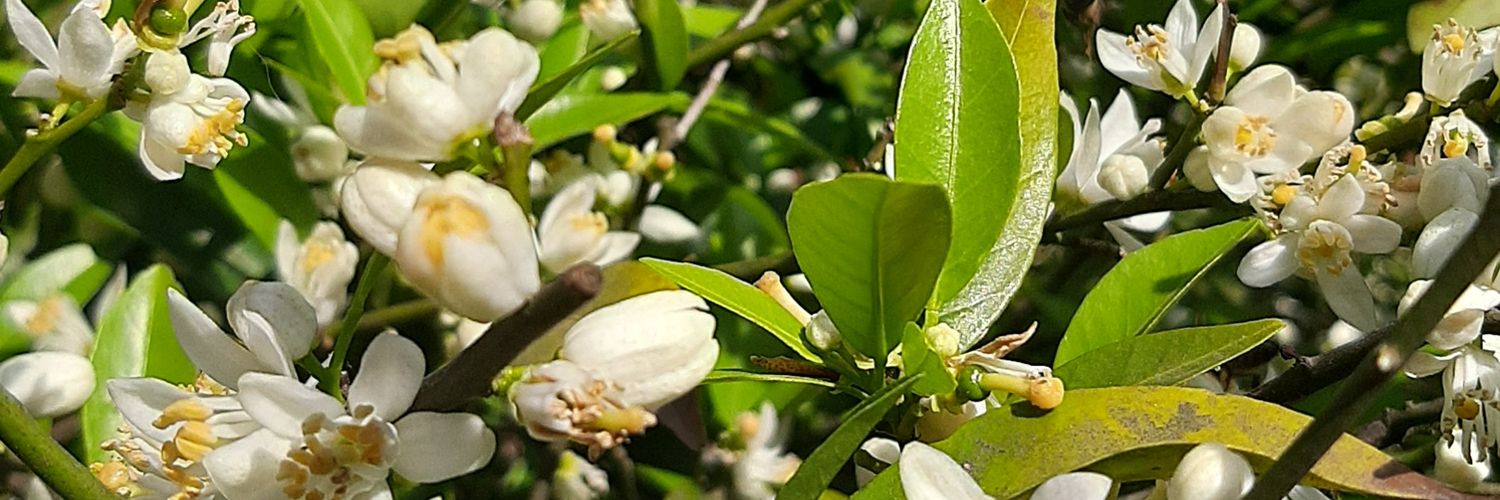 FlorGallione's profile banner image