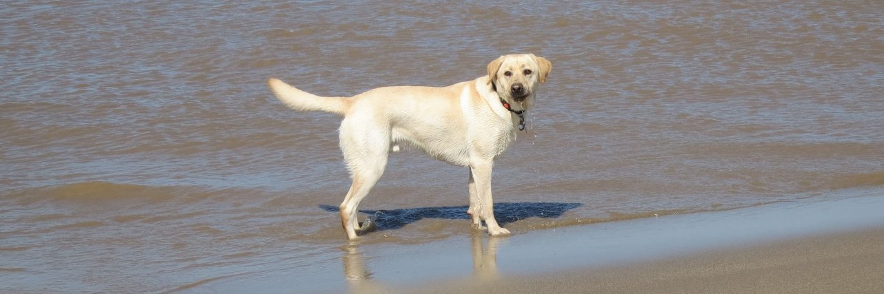 Guide Dog Sergeant banner