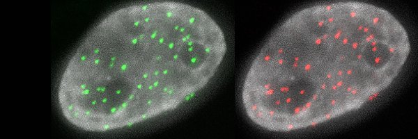 Foltz_Lab Profile Banner