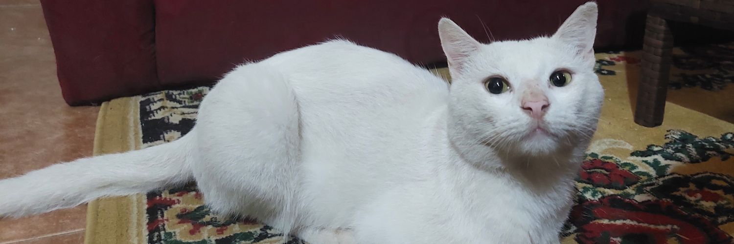 verorramirez's profile banner image