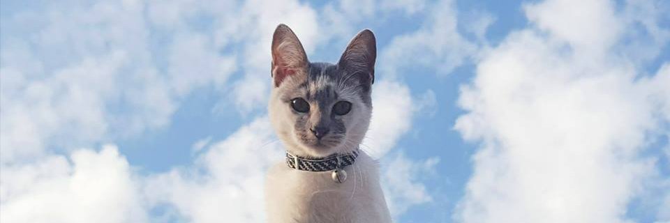 __florcis's profile banner image