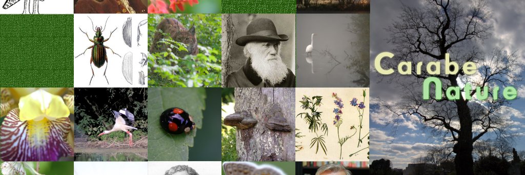 CarabeNature's profile banner image