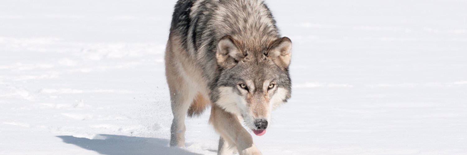 WolvesUnited3's profile banner image