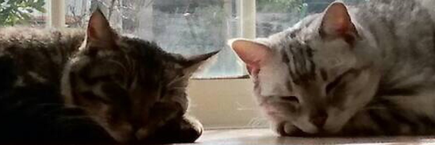 野生のあぽぴが現れた🍃 banner