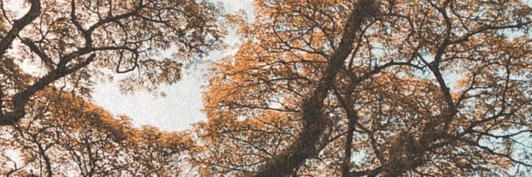 adelinegooi's profile banner image