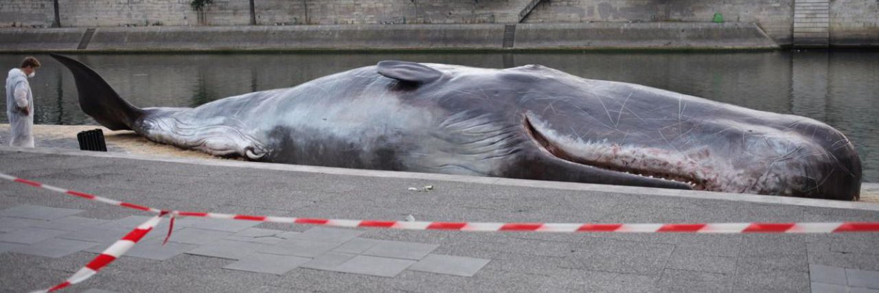 Spermwhale banner