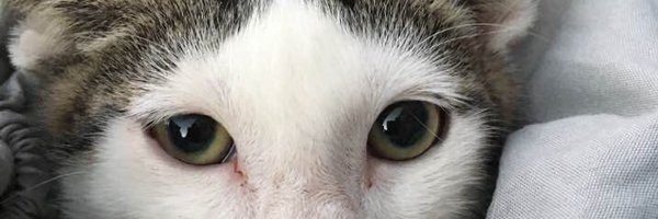 michele_donay Profile Banner