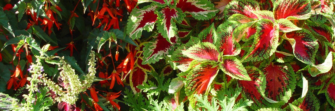 CGardenChannel's profile banner image