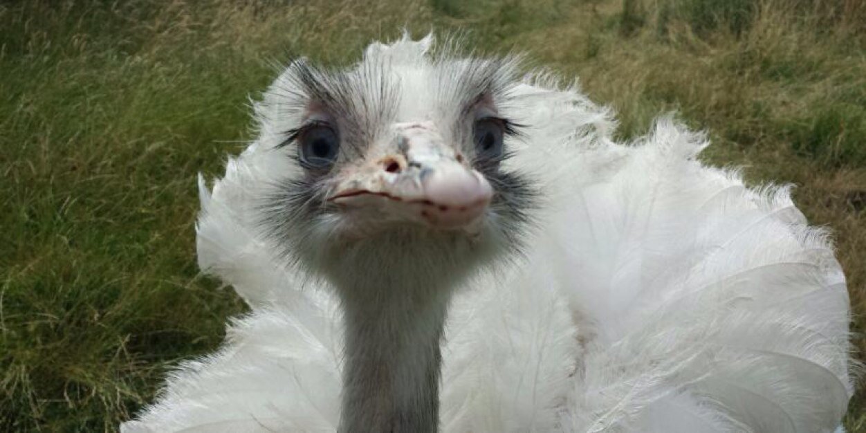 Julie Edwards banner