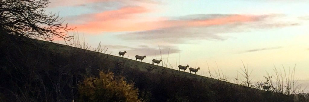 Sarah Wolujewicz banner