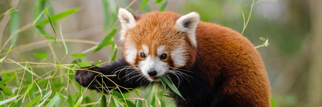 MagicTurboPanda banner