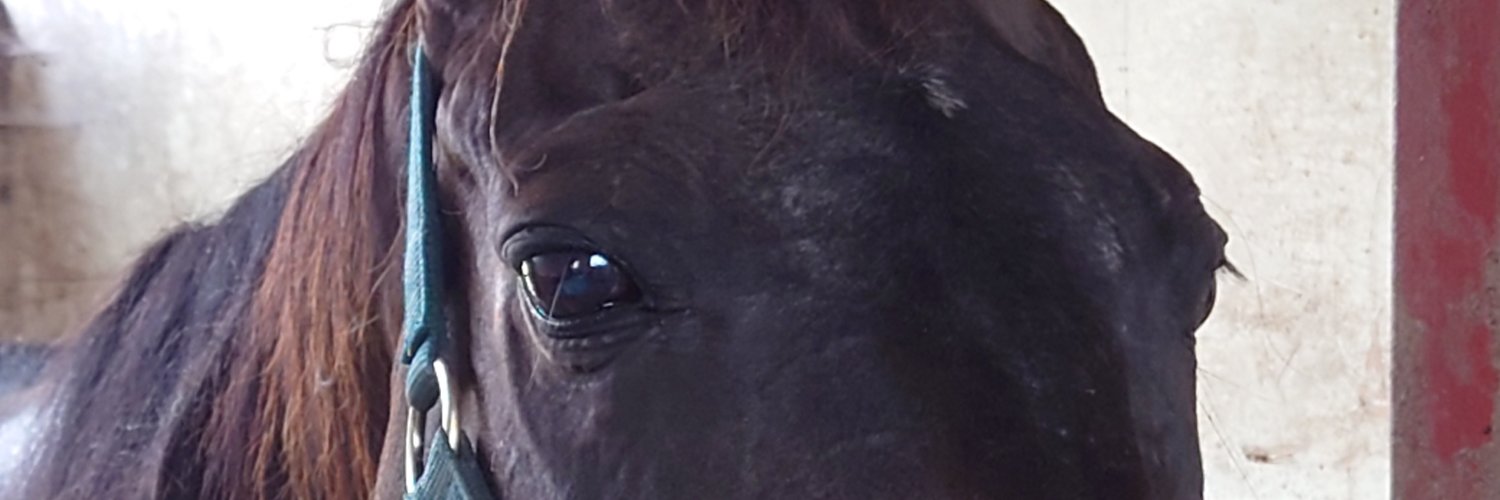 mokkinen's profile banner image