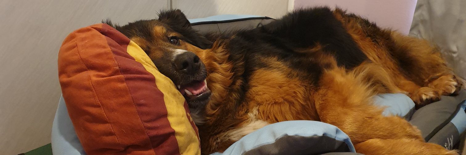 Sam Blanckensee banner