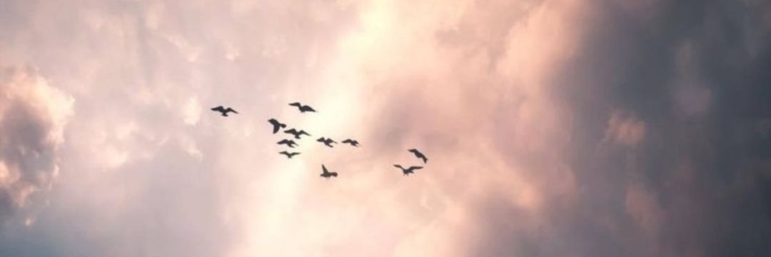 AlaLabani_1's profile banner image