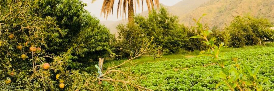 almohrah12's profile banner image
