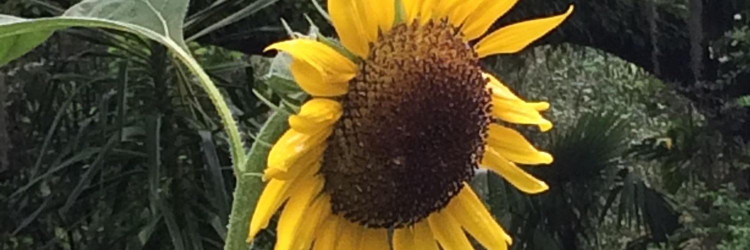 krishammad's profile banner image
