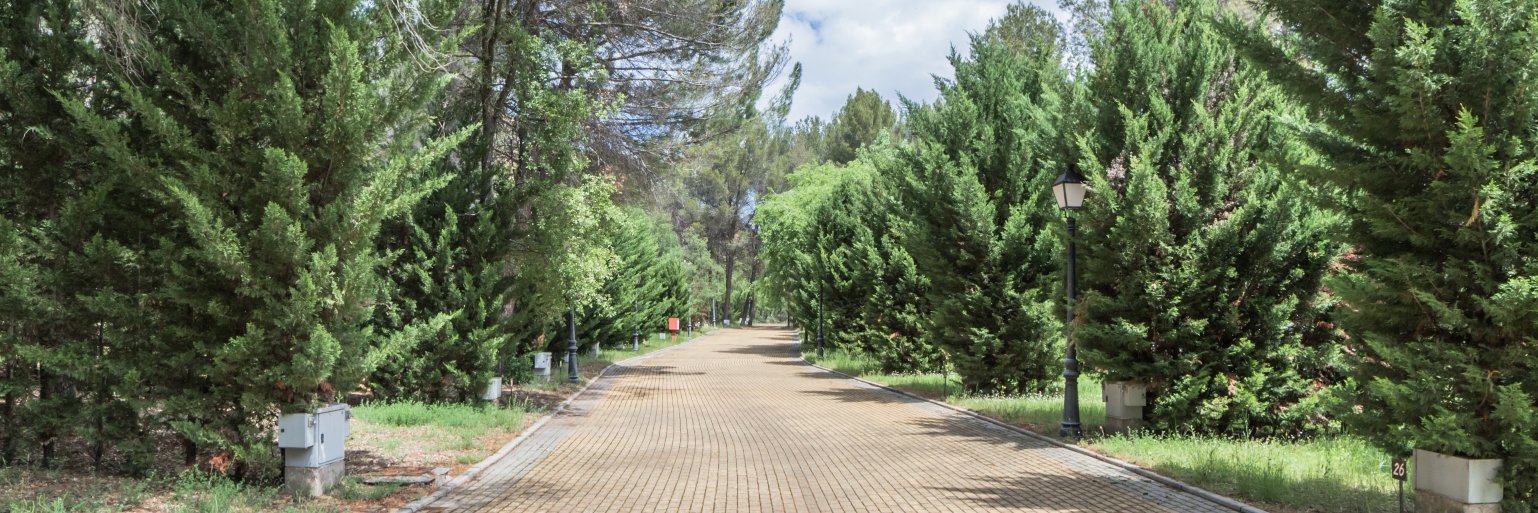 El Colvillo banner