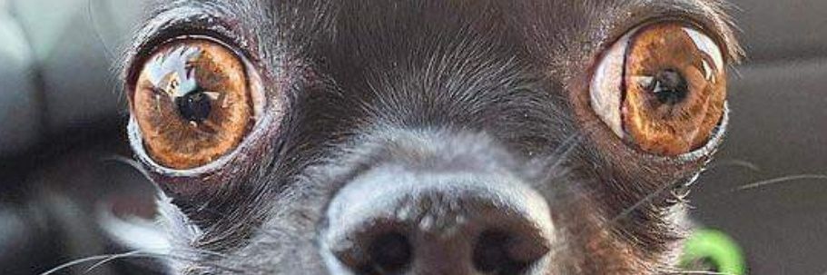 Pamila.Nicholas banner