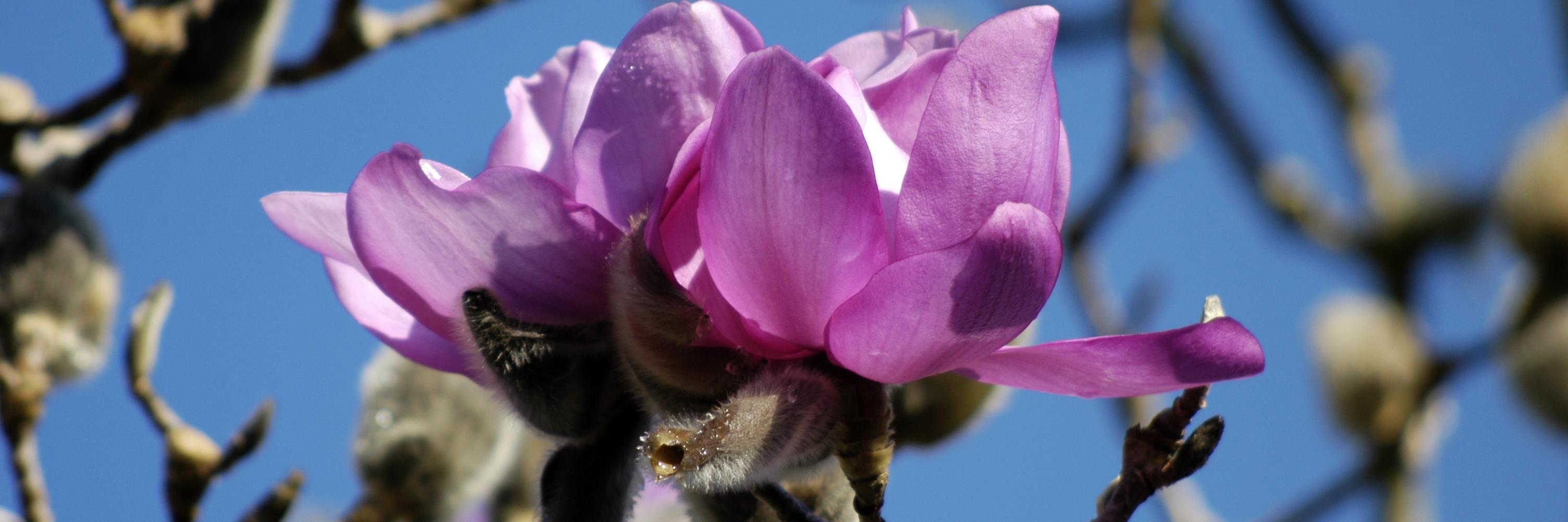 Gr8Gardens's profile banner image