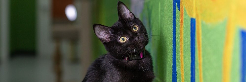 Coppell Animal Services banner