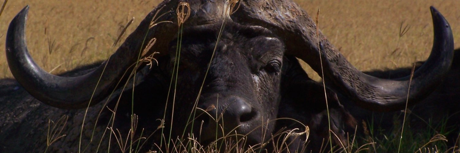Il Velo di Maya banner