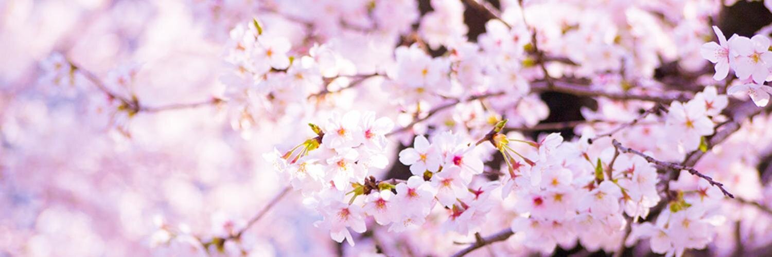 石井めぐみ banner