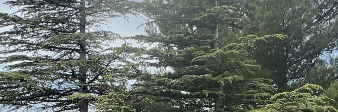 gerrybeen's profile banner image